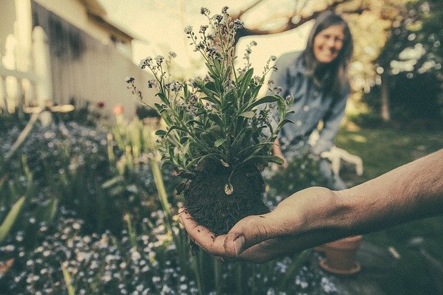 A cosa serve il solfato di ferro nel giardinaggio?